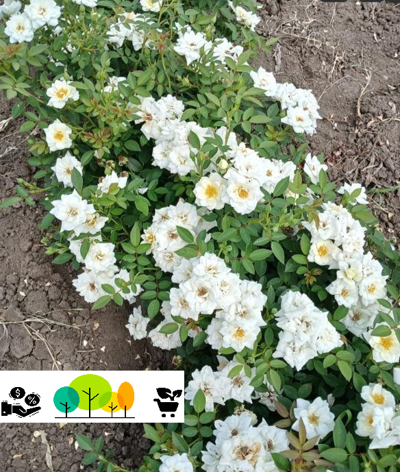 Trandafir Kent  teahibrid - floribundă, alba-roz-pal ,radacina libera (65) [1]