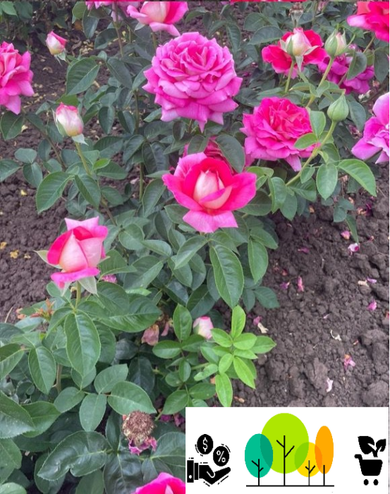 Trandafir „Kronenburg” teahibrid,roz , radacina libera (33) [1]