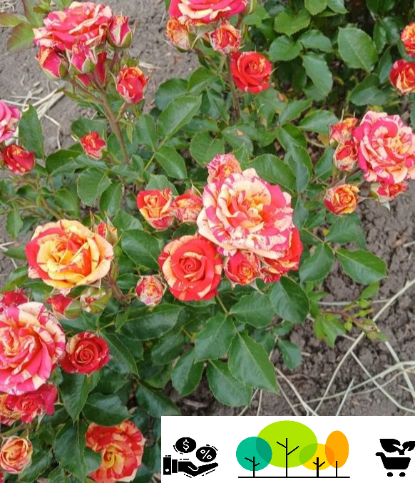 Trandafir Monet  teahibrid - floribunda, alb-crem-roz-piersica-galben,radacina libera (61) [1]