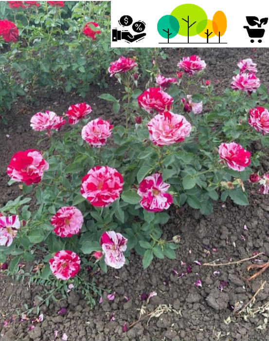 Trandafir New Imagine,roz pal-intens , radacina libera (42) [1]