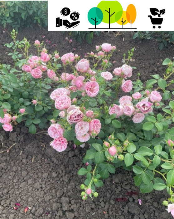 Trandafir Pomponela, roz-pal ,tufa, radacina libera (100) [1]