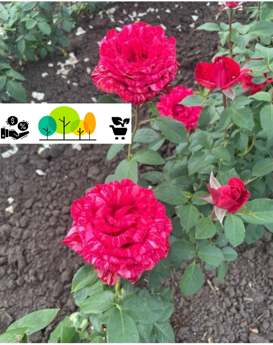 Trandafir „Red Intuition” rosu ,radacina libera (11) [1]