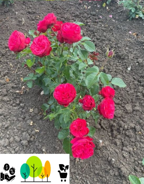 Trandafir ,,Red Piano '' teahibrid romantic, rosu intens, radacina libera (50) [1]