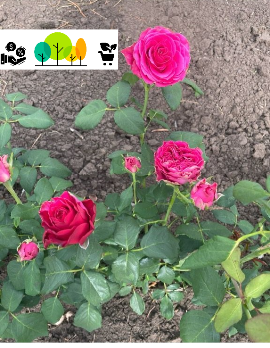 Trandafir Rhodos Roz teahibrid nobil ,radacina libera (63) [1]