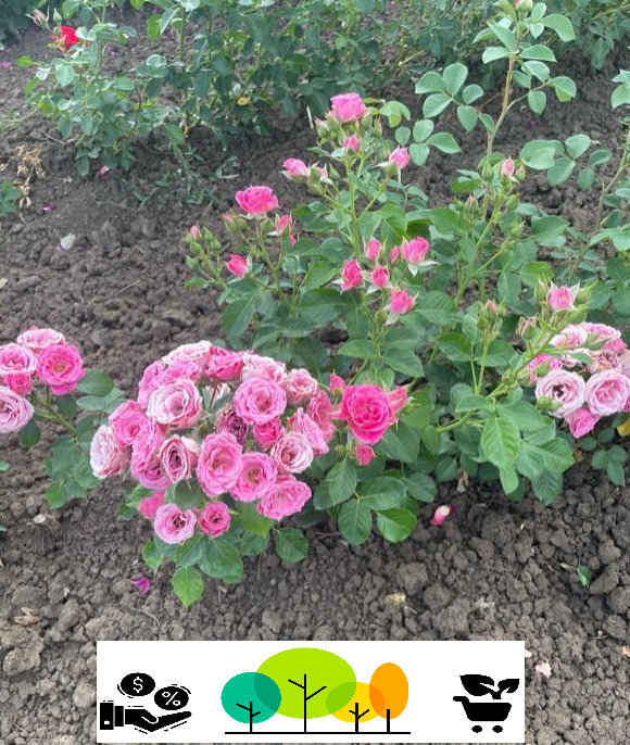Trandafir Roz Pitic,roz pal-roz intens , radacina libera (60) [1]