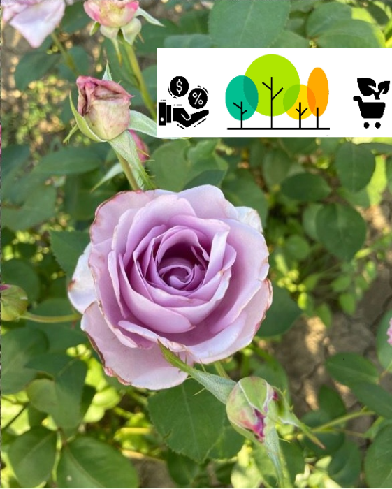 Trandafir Sisi, mov pal, tufa ,radacina libera (10) [1]