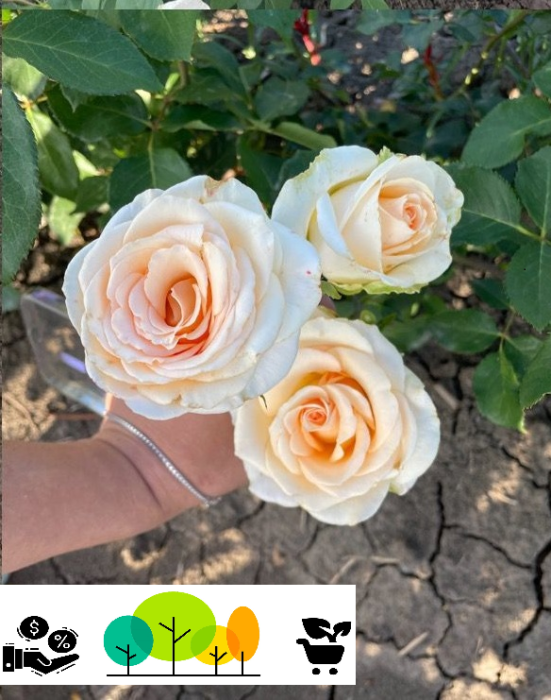 Trandafir teahibrid Versilia , tufa,  radacina libera(12) [1]