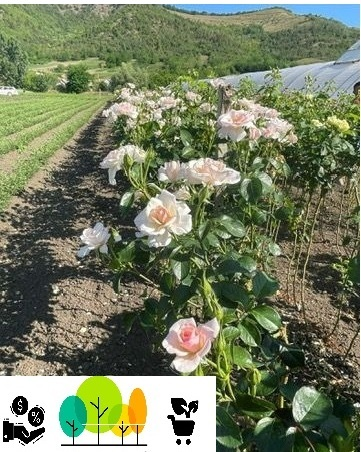 Trandafir tip pom Alb ,altoit pe trunchi inalt, radacina libera (32) [1]