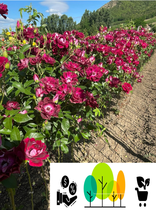 Trandafir tip pom Burgundy, Bordo intens-violet ,altoit pe trunchi inalt ,radacina libera (25) [1]