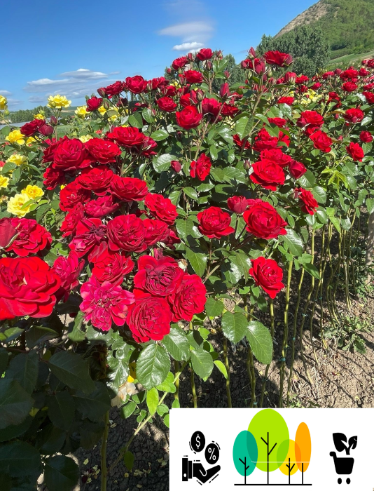 Trandafir tip pom Haizen Manzer rosu intens, altoit pe trunchi inalt, radacina libera (23) [1]