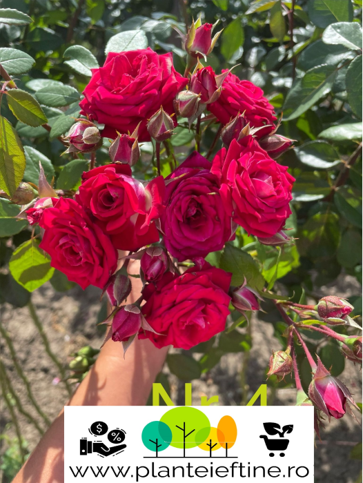 Trandafir tip pom Mini inchis,rosu inchis , radacina libera () [1]