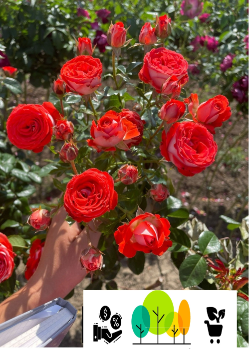  Trandafir tip pom Mini Monaco ,bicolor alb-crem-rosu ,radacina libera (8) [1]