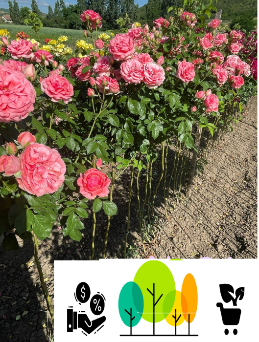 Trandafir tip pom Minovo roz ,altoit pe trunchi inalt, radacina libera (24) [1]