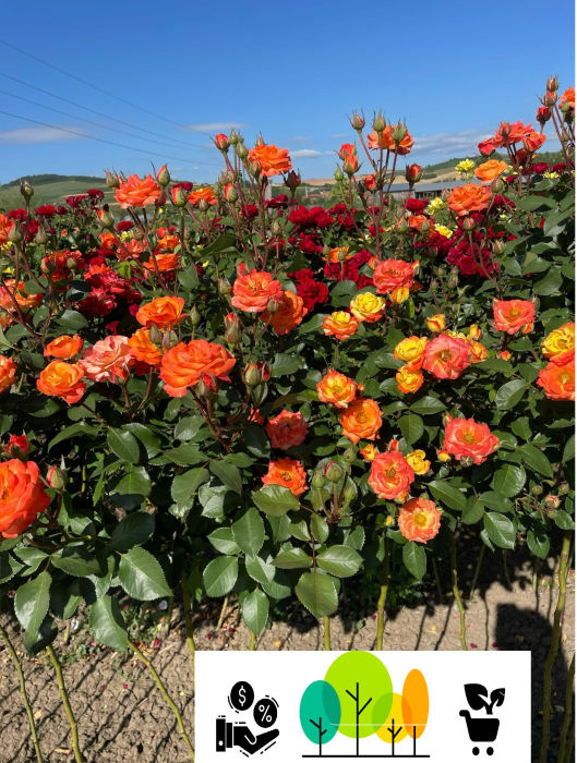 Trandafir tip pom Szamba ,bicolor galben-portocaliu-rosu, radacina libera (11) [1]