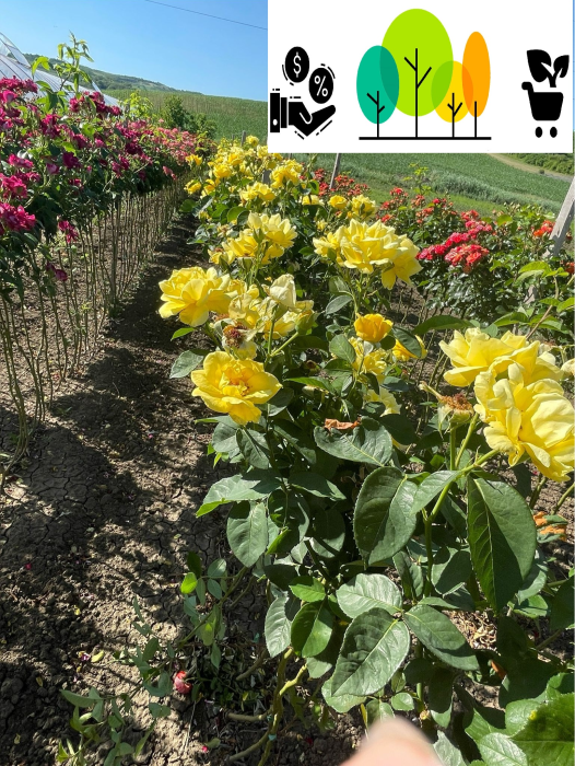 Trandafir tip pom Turner galben ,altoit pe trunchi inalt,la ghiveci [1]