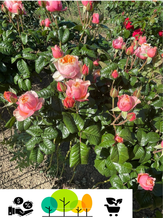   Trandafir tip pom Pink Piano, Roz pal  ,altoit pe trunchi înalt, radacina libera (26) [1]