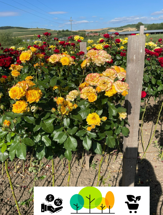 Trandafir tip pom Pitic Galben , galben ,altoit pe trunchi pomisor, radacina libera (12) [1]