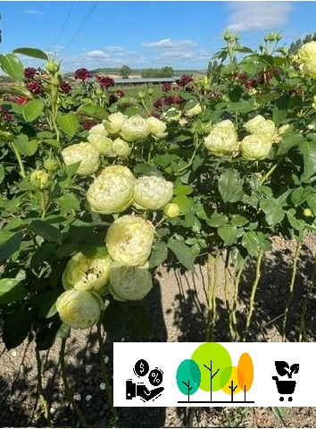 Trandafir tip pom White Piano , Alb ,altoit pe trunchi inalt, radacina libera (29) [1]