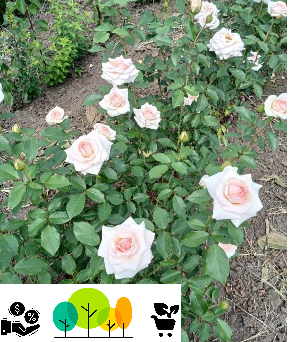 Trandafir Urcător Alb , radacina libera (52) [1]