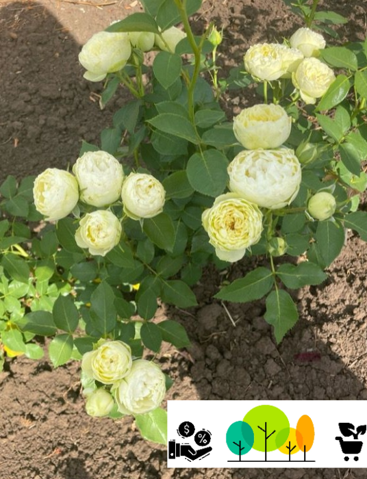  Trandafir Wedding Piano floribunda , ,alb-crem  , radacina libera (57) [1]