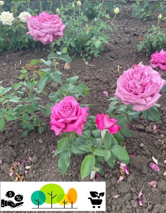 Trandafirul Eminence teahibrid - floribunda , violet deschis -liliachiu,radacina libera (19) [1]