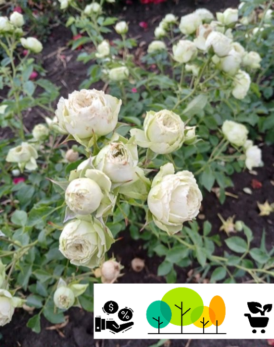 Trandafir „Lovely Green”,verde-pastel , radacina libera(62) [1]