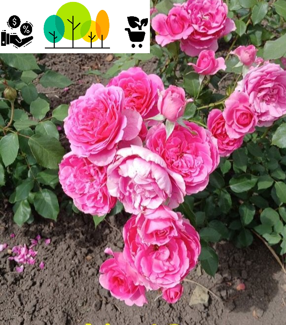  Trandafirul Parade urcator, roz intens , radacina libera (46) [1]