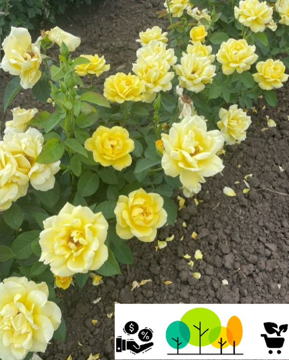 Trandafirul Turner teahibrid -floribunda,  radacina libera (20) [1]