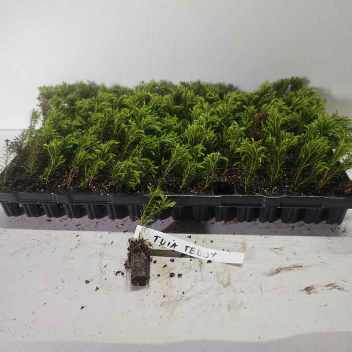 Tuia glob (Thuja occ. Teddy) 5 cm [2]