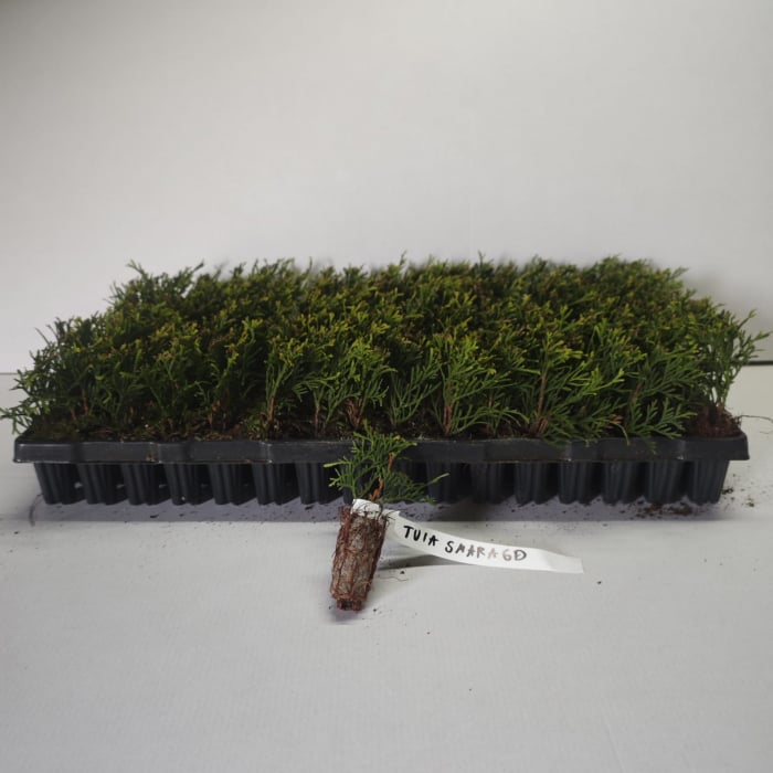 Tuia occidentalis Smaragd 5-10 cm [2]