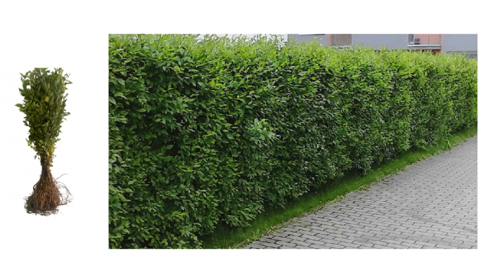 Ulm de turkestan cu crestere rapida 40-60cm gard viu [1]