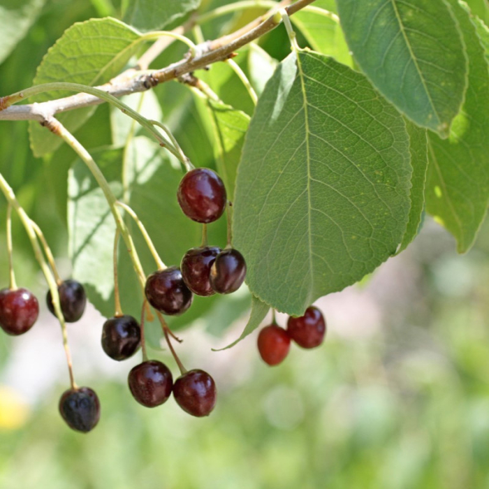 Visin turcesc (Prunus mahaleb) 40-60cm , radacina libera [1]