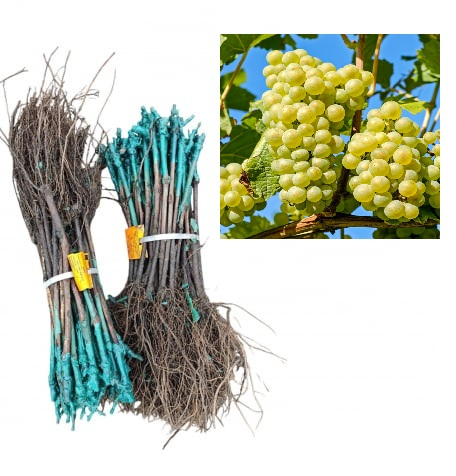 Vița de vie Chardonnay ( calit termic)strug de vin alb , butas, la radacina libera(22) [1]