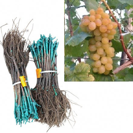 Vița de vie Eszter strugure de masa galben-verzui,altoită, la radacina libera [1]