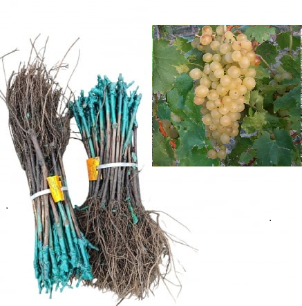 Vița de vie Éva strugure de masa galben-verzui, altoită , la radacina libera [1]