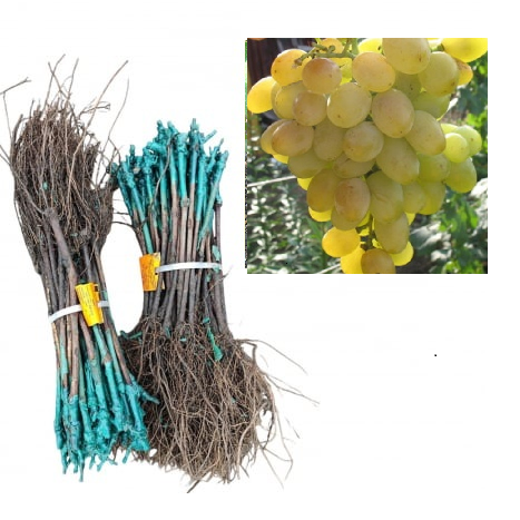 Vița de vie Galahad , strugure de masa alb-galbui,altoită, la radacina libera(13) [1]