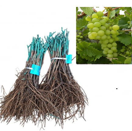 Vița de vie Italia ,strugure de masa,galben-verzui,altoită, la radacina libera(10) [1]