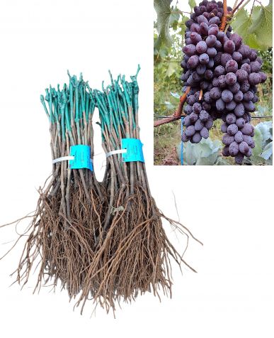 Vița de vie Jupiter strugure de masa albastru inchis,fără sâmburi , altoita,la radacina libera [1]