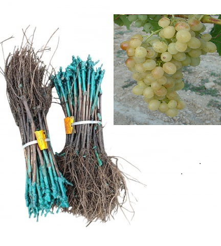 Vița de vie Kósa strugure de masa galben-verzui,altoită, la radacina libera(16) [1]