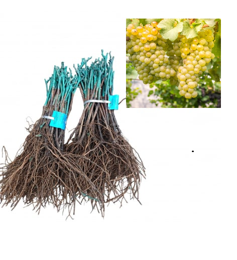 Vița de vie Orsi strugure de masa galben-verzui,altoită , la radacina libera(17) [1]