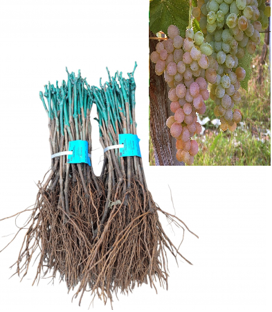 Vița de vie Teréz strugure de masa galben-verzui- rozaliu,altoită, la radacina libera [1]