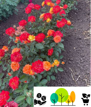 Trandafiri tufa - Trandafir Rumba , bicolor galben-rosii ,floribunda, radacina libera (18)