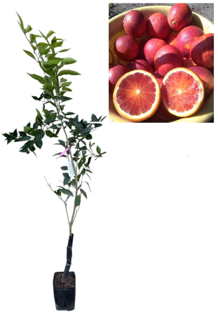 Citrice - Portocal Roșu Tarocco Lempso fara samburi , 80-120 cm