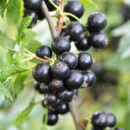 Coacaz Negru - Coacaz Negru pe tulpina Titania, radacina libera