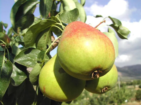 mini para - Mini  Pară Garden Pearl, radacina libera