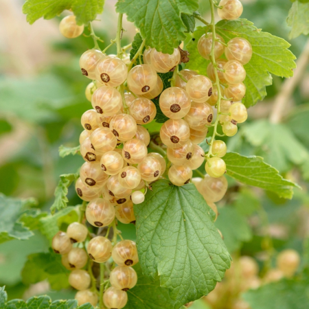 Coacaz alb - Coacăz alb pe tulpina Blanka , radacina libera