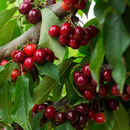 Ciresi Columnari - Cireș columnar Sylvia 120-150 cm, radacina libera