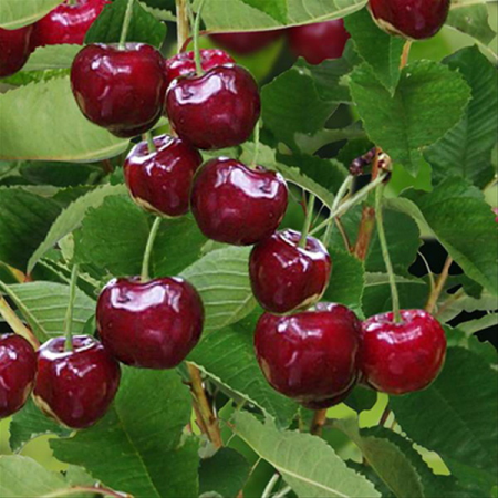 Cires -  Cireș Justyna 120-150 cm, radacina libera