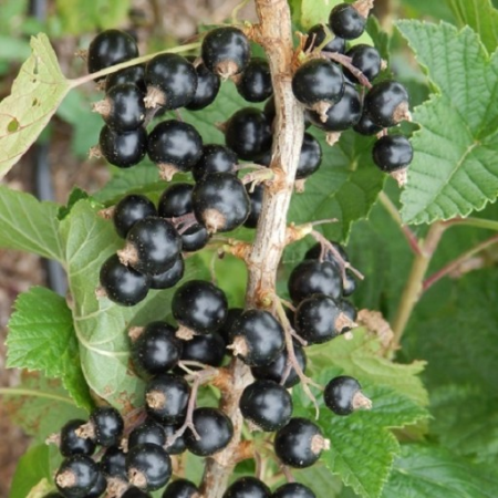 Coacaz Negru - Coacăz negru pe tulpina Bona , radacina libera