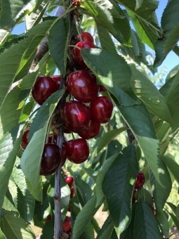 Cires - Cires Tamara 120-150 cm, radacina libera